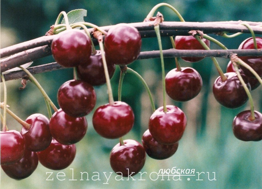 Сорта вишни любская с фото и описанием